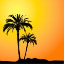 palmsunset.jpg